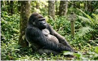 Gorilla